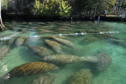 gallery/crystal-river 2
